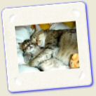[Animal Pet Humour Fun] Cat - Chat Gros calin.jpg